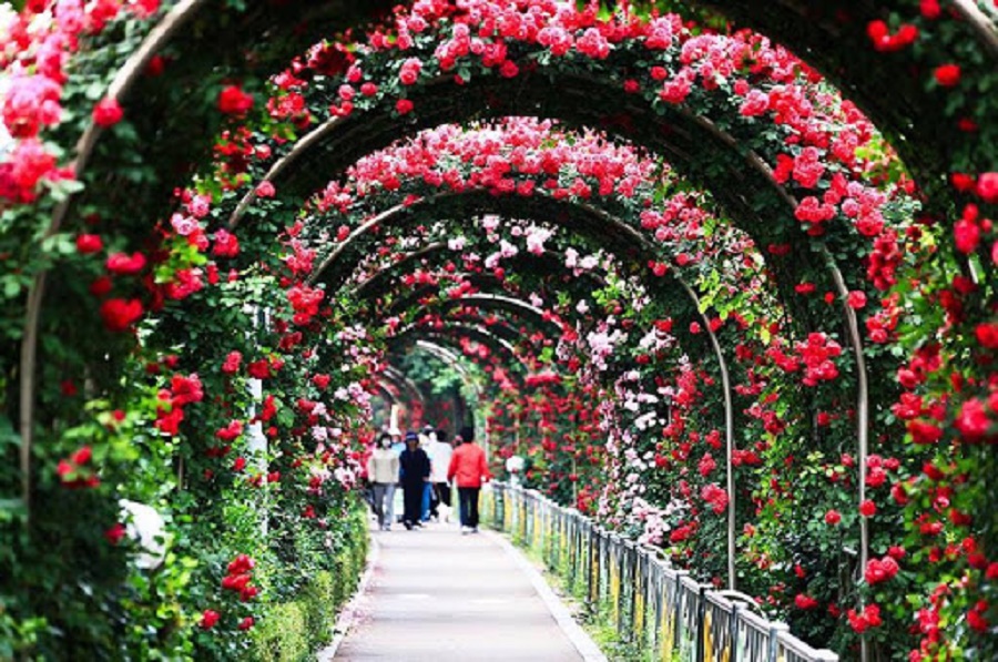 Lễ hội hoa hồng công viên Thống Nhất